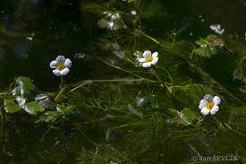 Attēlu rezultāti vaicājumam “Batrachium”