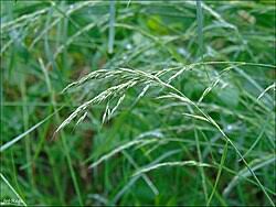 Attēlu rezultāti vaicājumam “Festuca gigantea”