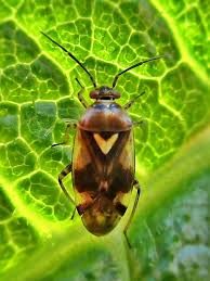 Attēlu rezultāti vaicājumam “Orthops basalis”