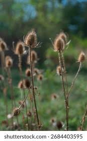 Attēlu rezultāti vaicājumam “Dipsacus fullonum fruit”