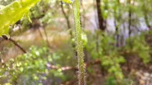 Attēlu rezultāti vaicājumam “Cardaminopsis arenosa leaf”