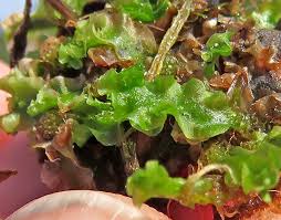 Attēlu rezultāti vaicājumam “Moerckia hibernica”