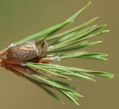 Attēlu rezultāti vaicājumam “Diprion pini female”