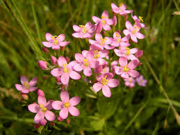 Attēlu rezultāti vaicājumam “Centaurium erythraea flower”
