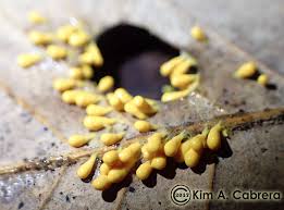 Attēlu rezultāti vaicājumam “Leocarpus fragilis macro”