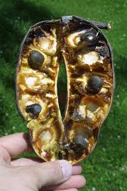 Attēlu rezultāti vaicājumam “Gymnocladus dioicus bud”