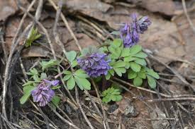 Attēlu rezultāti vaicājumam “Corydalis intermedia leaf”