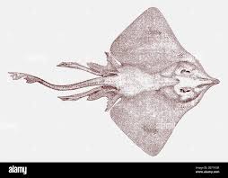 Image result for Dipturus laevis