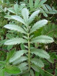 Attēlu rezultāti vaicājumam “Argentina anserina leaf”