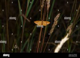 Attēlu rezultāti vaicājumam “Idaea serpentata”