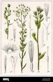 Attēlu rezultāti vaicājumam “Erigeron acris”