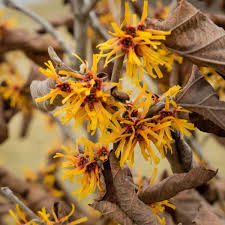 Attēlu rezultāti vaicājumam “Hamamelis mollis”