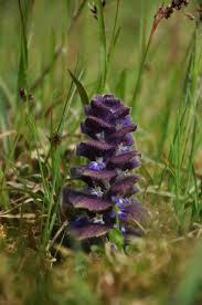 Attēlu rezultāti vaicājumam “Ajuga pyramidalis leaf”