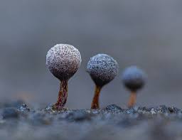 Attēlu rezultāti vaicājumam “Craterium aureonucleatum spores”