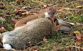 Attēlu rezultāti vaicājumam “Mustela erminea adult”