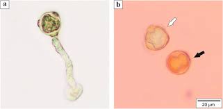 Attēlu rezultāti vaicājumam “Betula humilis female flower”