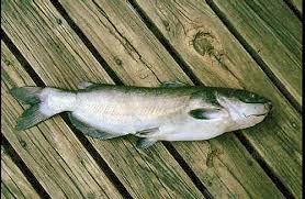 Image result for Ictalurus furcatus