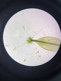 Attēlu rezultāti vaicājumam “Bryum pallens sporophyte”