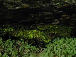 Attēlu rezultāti vaicājumam “Schistostega pennata”