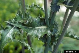 Attēlu rezultāti vaicājumam “Sonchus asper”