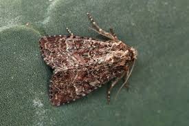 Attēlu rezultāti vaicājumam “Apamea remissa”