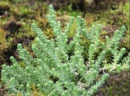 Image result for Sedum acre