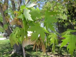 Attēlu rezultāti vaicājumam “Acer saccharinum”