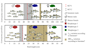 Image result for Centropomus parallelus