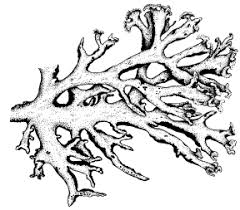 Attēlu rezultāti vaicājumam “Hypogymnia vittata”