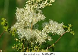 Attēlu rezultāti vaicājumam “Filipendula ulmaria  flower”