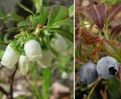 Attēlu rezultāti vaicājumam “Vaccinium angustifolium”