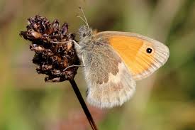Attēlu rezultāti vaicājumam “Coenonympha pamphilus”