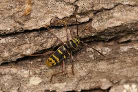 Attēlu rezultāti vaicājumam “Plagionotus detritus”