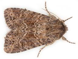 Attēlu rezultāti vaicājumam “Apamea remissa”