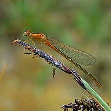 Attēlu rezultāti vaicājumam “Ischnura pumilio”