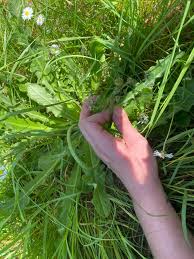 Attēlu rezultāti vaicājumam “Crepis paludosa fruit”