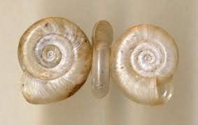 Attēlu rezultāti vaicājumam “Planorbidae”