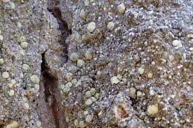 Attēlu rezultāti vaicājumam “Lecanactis abietina”