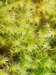 Attēlu rezultāti vaicājumam “Campylium protensum”