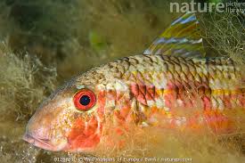 Image result for Mullus surmuletus