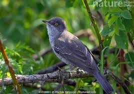 Attēlu rezultāti vaicājumam “Sylvia nisoria”