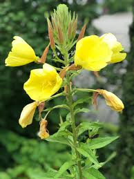 Image result for Nachtkerze