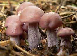 Attēlu rezultāti vaicājumam “Lepista nuda”