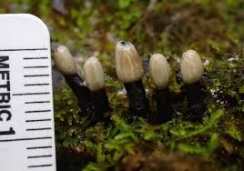 Attēlu rezultāti vaicājumam “Holwaya mucida”