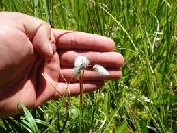 Attēlu rezultāti vaicājumam “Eriophorum gracile”