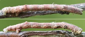 Attēlu rezultāti vaicājumam “Plagodis pulveraria”