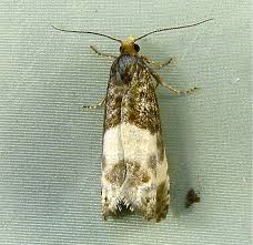 Attēlu rezultāti vaicājumam “Notocelia cynosbatella”