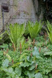 Attēlu rezultāti vaicājumam “Matteuccia struthiopteris”