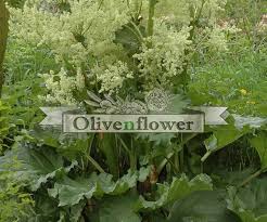 Attēlu rezultāti vaicājumam “Rheum rhabarbarum flower”