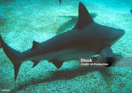 Image result for Carcharhinus plumbeus